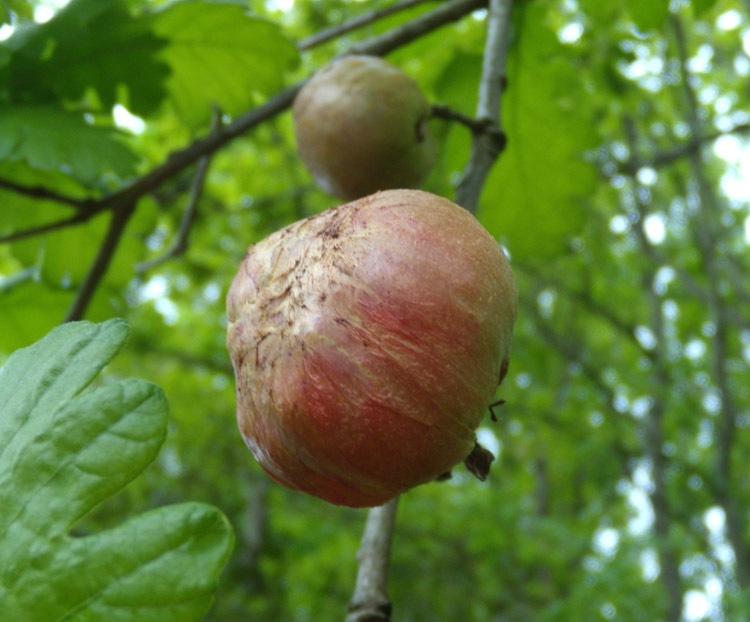 GALLA DI ROVERELLA   QUERCUS PUBESCENS !!